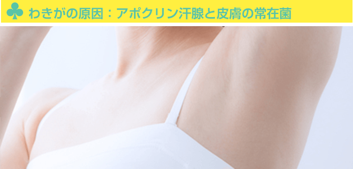 わきがの原因:アポクリン汗腺と皮膚の常在菌